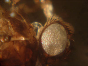 Resolution - Cuff microscope Fruit Fly