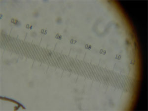 Resolution - Cuff microscope Scale bar