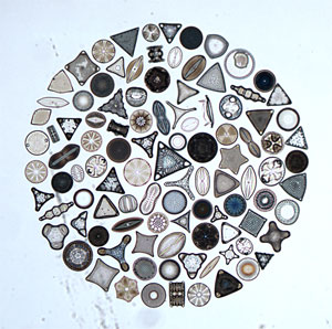 Resolution - Diatoms 2.5x Modern microscope