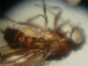 Resolution - Italian Fruit Fly